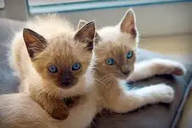 Siamese Cats: A Loving and Intelligent Breed