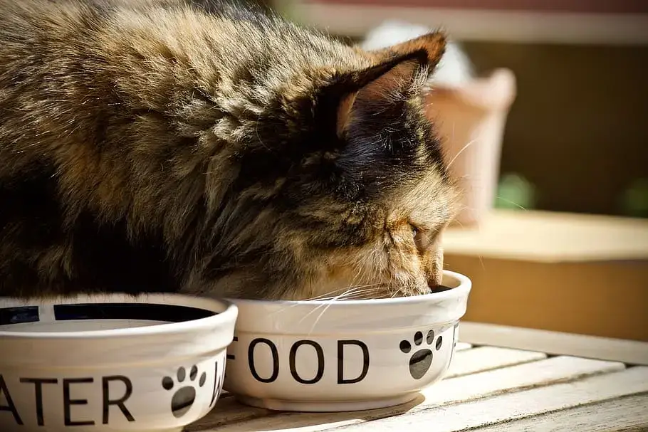 The Best Food for Cats: A Comprehensive Guide to Feline Nutrition
